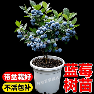 正宗蓝莓树果苗F6北方南方种植盆栽蓝莓苗带果L25特大号果树大全