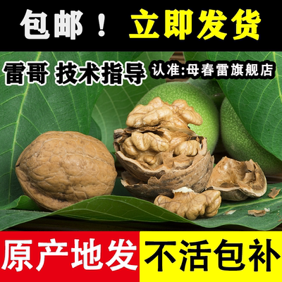 【官方正品】核桃树苗