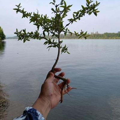 水杨梅鱼缸装饰造景水生植物水培植物鱼缸一体观赏鱼缸真植物全套