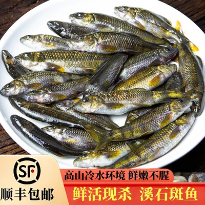 昱品源高山淡水溪石斑400g已净膛