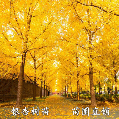 金叶银杏树苗白果庭院别墅绿化