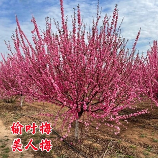榆叶梅花树苗嫁接美人梅花苗庭院行道大型盆栽耐寒绿化风景梅花树