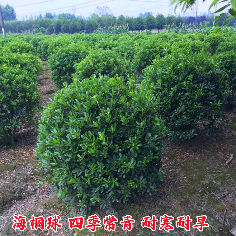 海桐树苗庭院行道四季常青海桐球