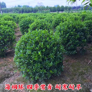 海桐树苗庭院行道四季常青绿化植物浓香海桐小苗绿篱笆围墙海桐球