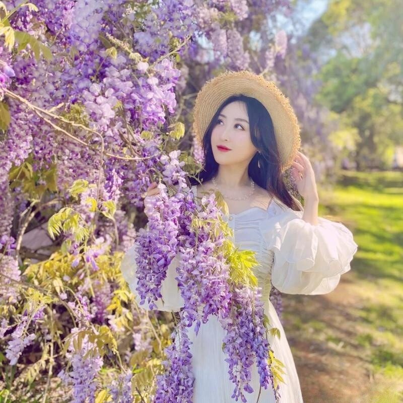 紫藤花树苗爬藤攀爬庭院花卉