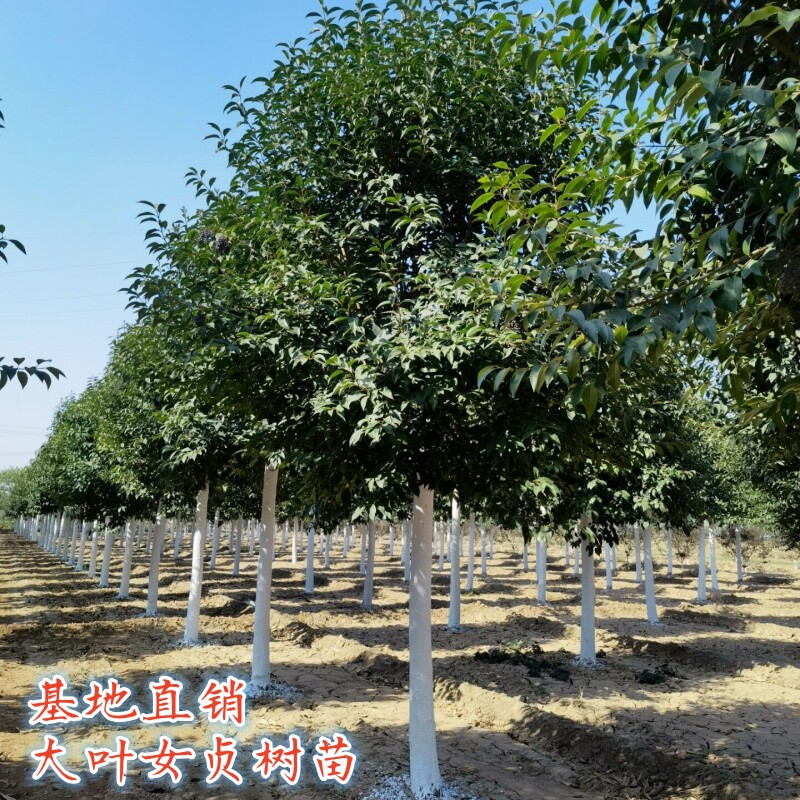 大叶女贞树苗耐寒风景树四季常青