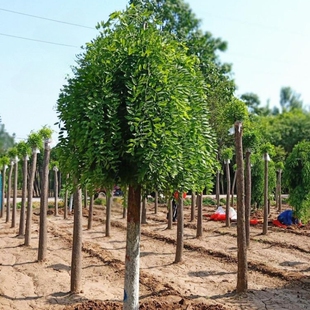 嫁接龙爪槐树苗龙爪槐造型树国槐黄金槐树别墅庭院遮阳绿化风景树