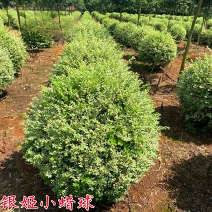 银姬小蜡球树苗别墅庭院耐寒四季常青彩叶绿化色块花镜植物金姬球