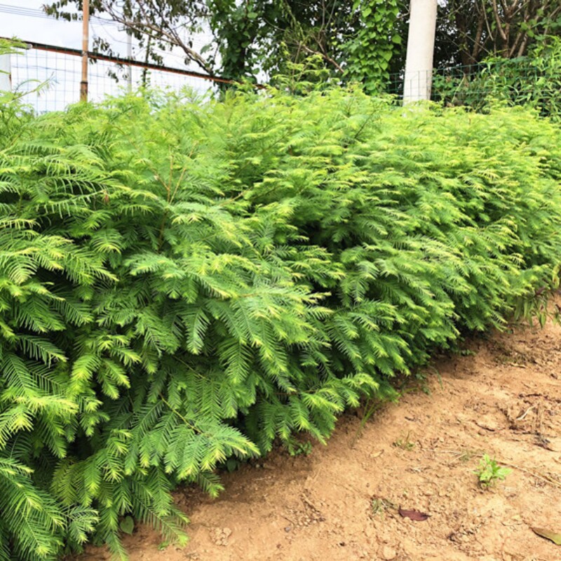 水杉树苗庭院绿化景观树