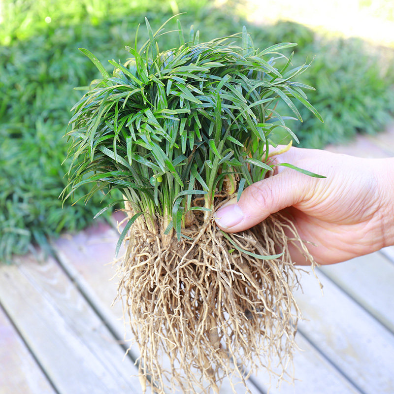 草坪绿化地被日本矮麦冬草玉龙草