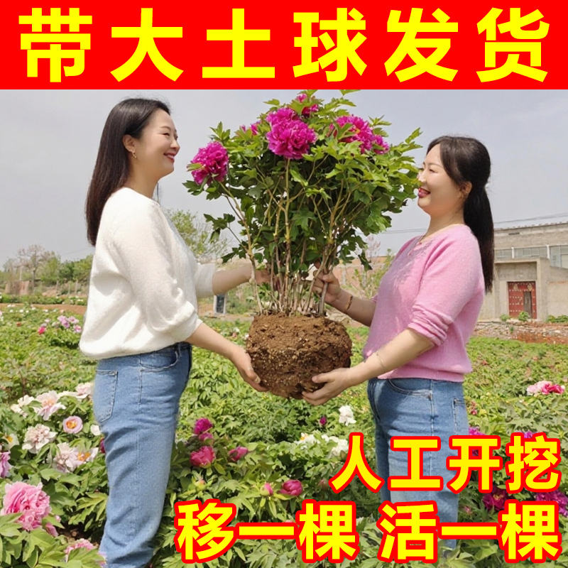 牡丹花苗带16斤左右大土球