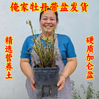 牡丹花苗老桩洛阳正宗花卉盆栽