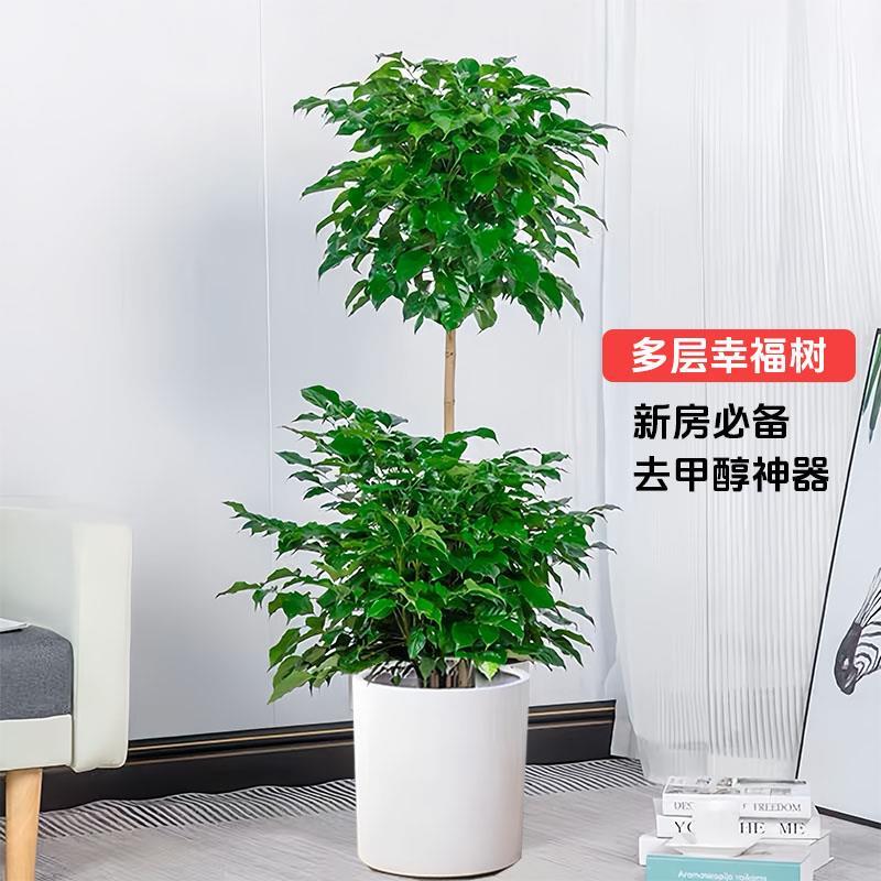 幸福树客厅盆栽大型老桩室内绿宝除甲醛植物四季常青好养多层绿植