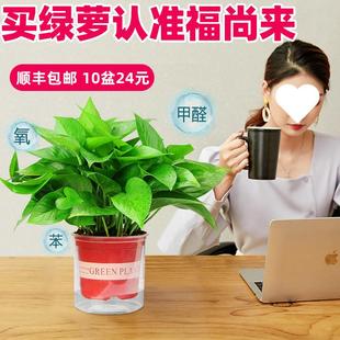 顺箩丰 绿萝植栽室内植物花卉水培盆绿大绿新房家WRZ用吸除 包邮