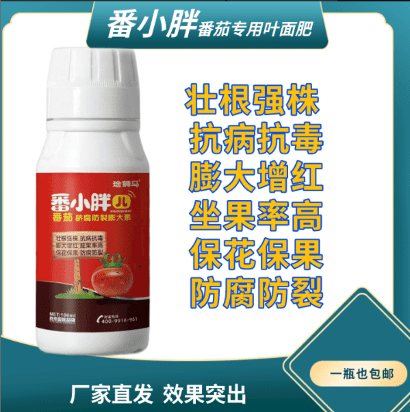 番小胖番茄西红柿膨大