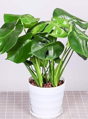 monstera lare potted reen plant indoor purification