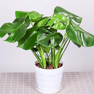monstera lare potted reen plant indoor purification