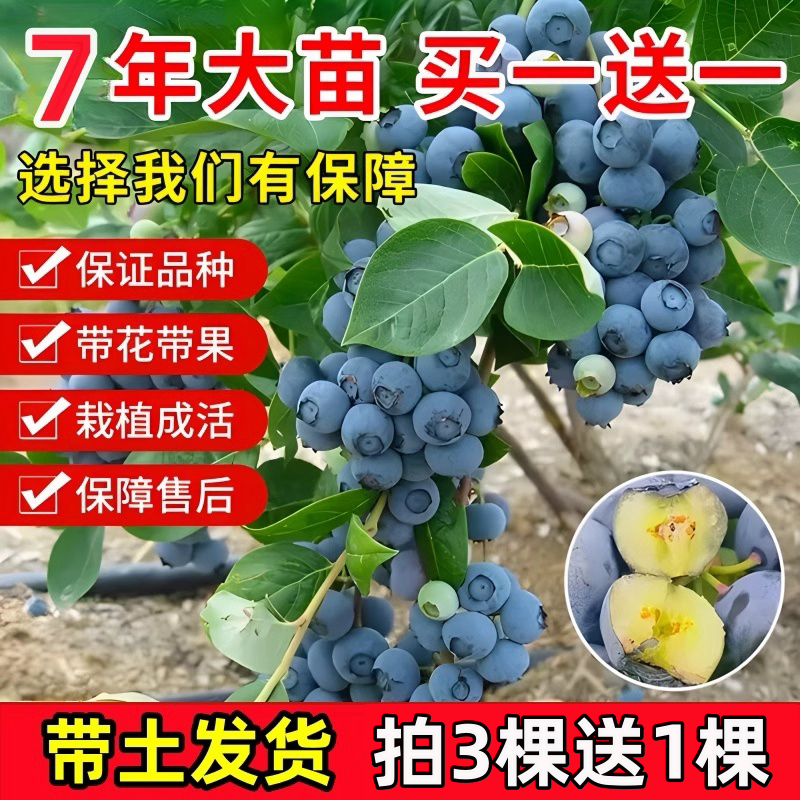 蓝莓苗四季果树薄雾兔眼蓝莓带果