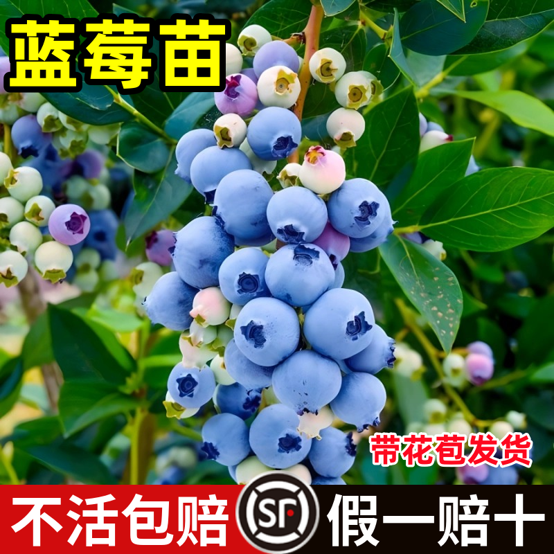 蓝莓苗蓝莓树果苗北方南方种植四季果树薄雾兔眼特大阳台盆栽带果