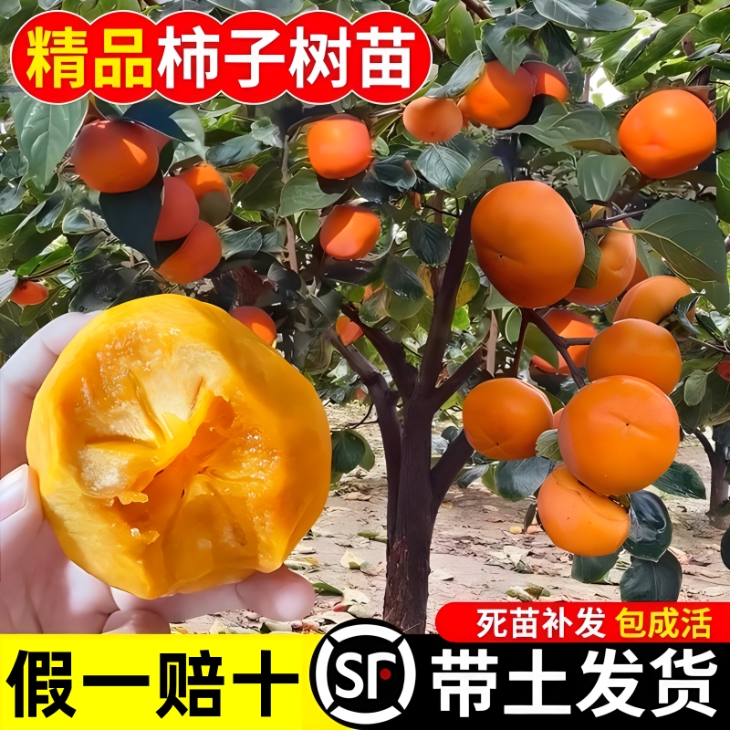 无核柿子树苗嫁接果树苗当年结果