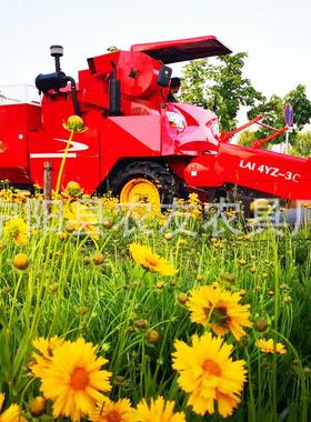 玉米收割机走式米合联收割机2行收玉米DMQ机自玉自带剥皮功能