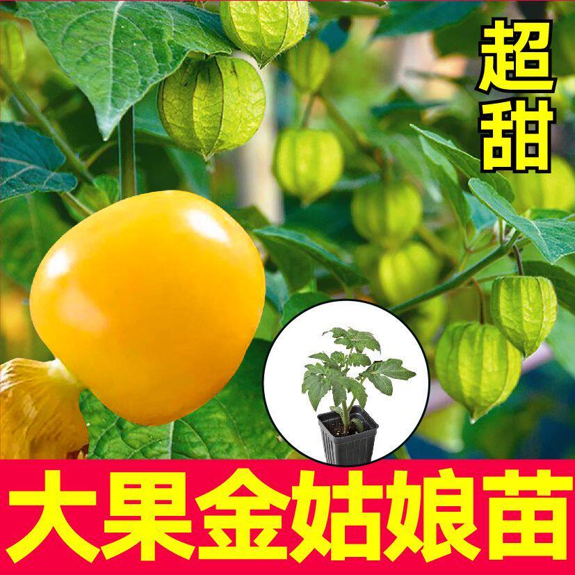 超甜大果金姑娘苗秧带土球东北洋姑娘灯笼果种子四季春秋盆栽高产
