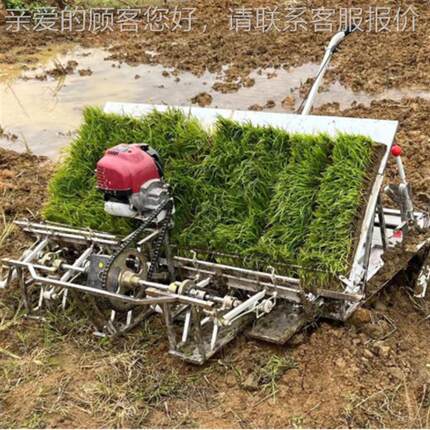 小型秧 旱稻秧机 插4行6行手扶式机水插NZT稻插秧机