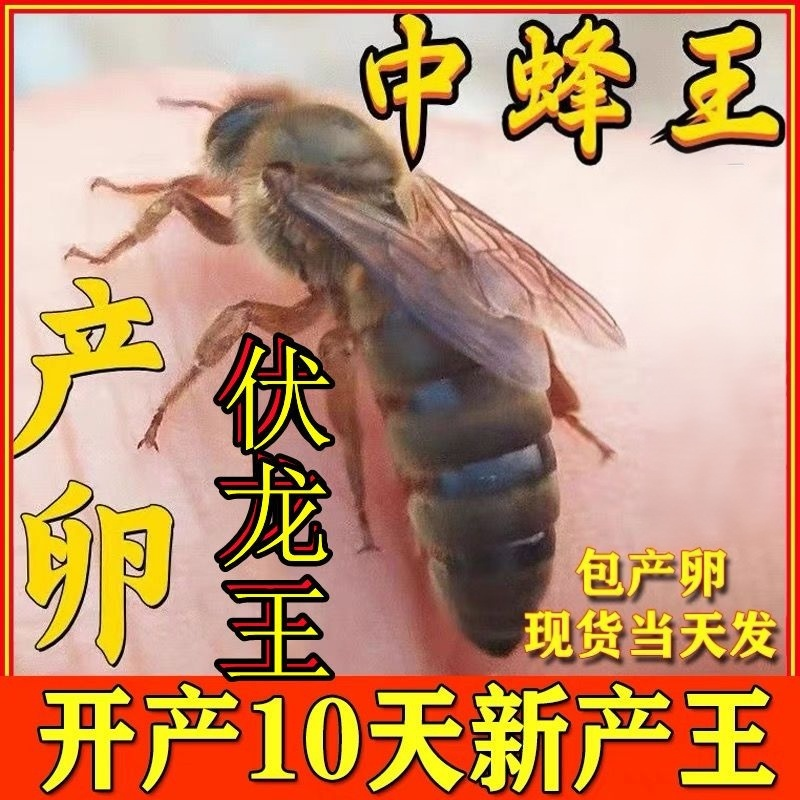 蜜蜂蜂王中蜂开产王中蜂蜂王中蜂巢础四川阿坝王蜜蜂种王重庆包邮
