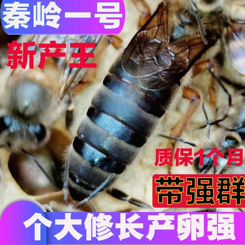 中蜂王蜜蜂种产卵王蜂王新开产王其它宠物