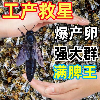 中蜂王【待产蜜蜂王】已交尾阿坝伏牛蜂王满脾王开产王子活的中华