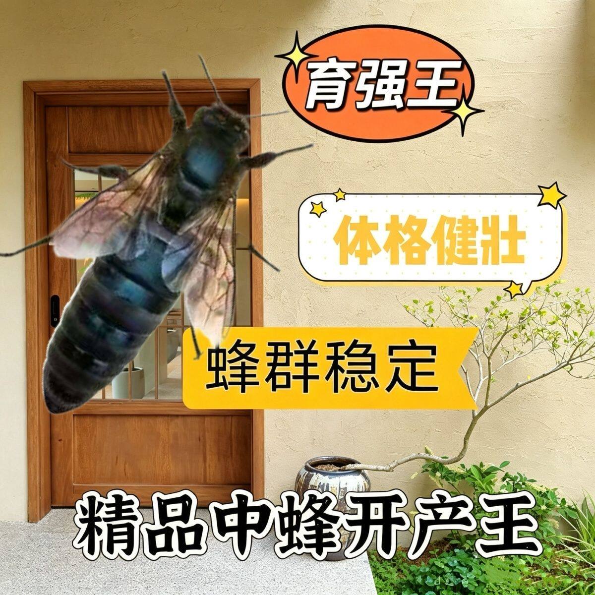 中蜂蜂王中蜂开产王蜜蜂王中华蜂王宝宝正品正宗一整箱人工王纯