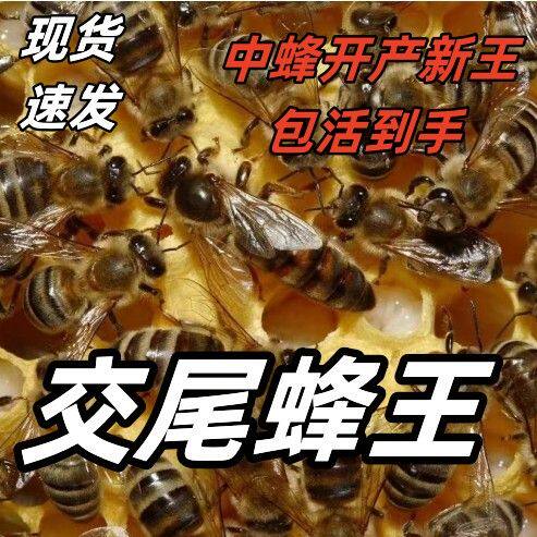 蜜蜂蜂王中蜂开产王中蜂开产蜂王中华蜜蜂出售阿坝土蜂王蜜蜂蜂蜡