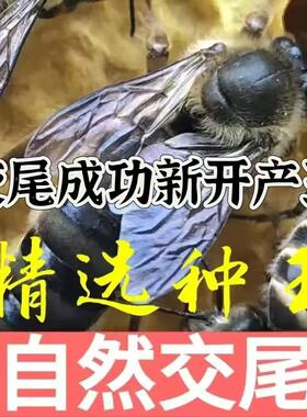 四川蜂王阿坝蜂王高产王纯种特大号广西种王开产王中蜂产卵王包活