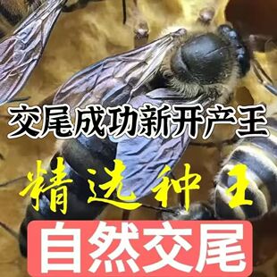 四川蜂王阿坝蜂王高产王纯种特大号广西种王开产王中蜂产卵王包活