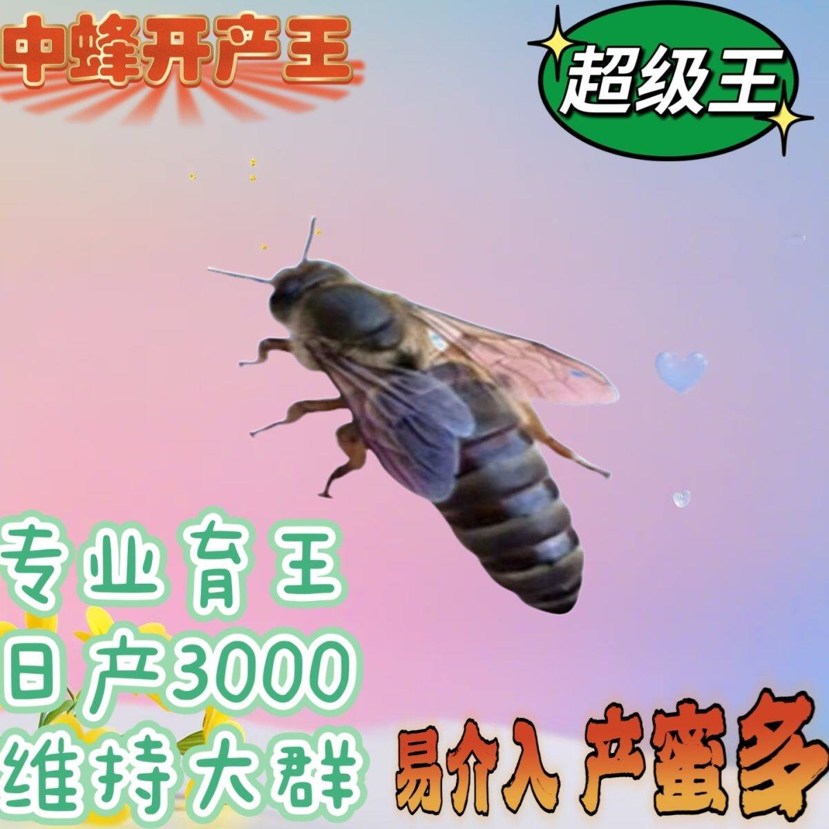 【包活包产】中蜂蜂王中蜂开产王蜜蜂蜂王人工种王产卵蜂王伏牛王