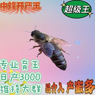 【包活包产】中蜂蜂王中蜂开产王蜜蜂蜂王人工种王产卵蜂王伏牛王