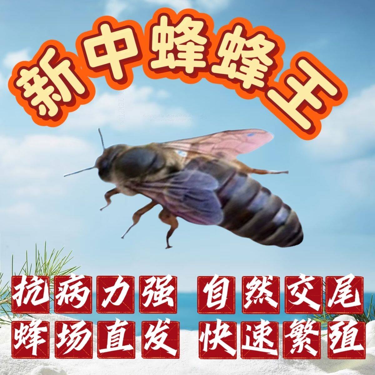 【优质中蜂蜂王】新款产卵蜂王开产蜂王大蜂王双色高产蜜蜂王正品