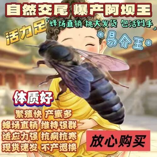 中蜂蜂王种王优质种王高产蜜蜂蜂王活体产卵王开产王蜜蜂王已交尾