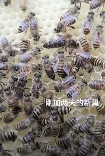 中蜂蜂王种王纯种优质土蜂交尾新开产卵王阿坝四川处女王中华蜂王