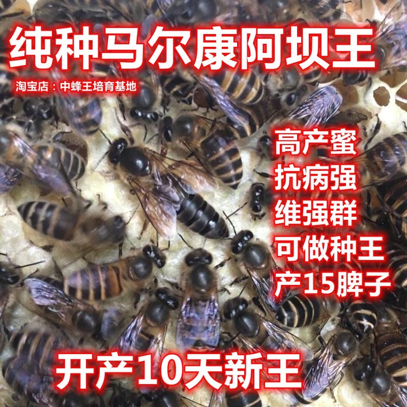 广西中蜂蜂王开产种王双色红背阿其它宠物