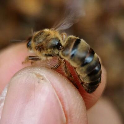 四川蜂王中蜂阿坝新开产王云南蜂王种王广东蜜蜂王中蜂产卵王纯
