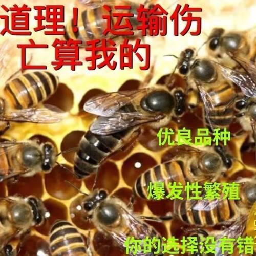 【自然交尾】优质中蜂蜂王中蜂开产新王产卵蜂王蜜蜂蜂王处女王