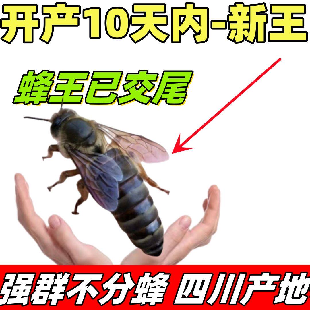 中蜂产卵王种王中华中蜂蜂王整箱授粉蜂