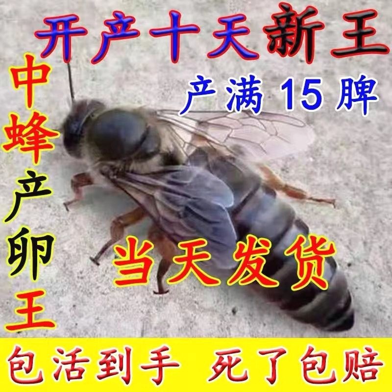 中蜂蜂王种王高产蜜蜂王土蜂王活体产卵阿坝优质新开产王蜜蜂活群
