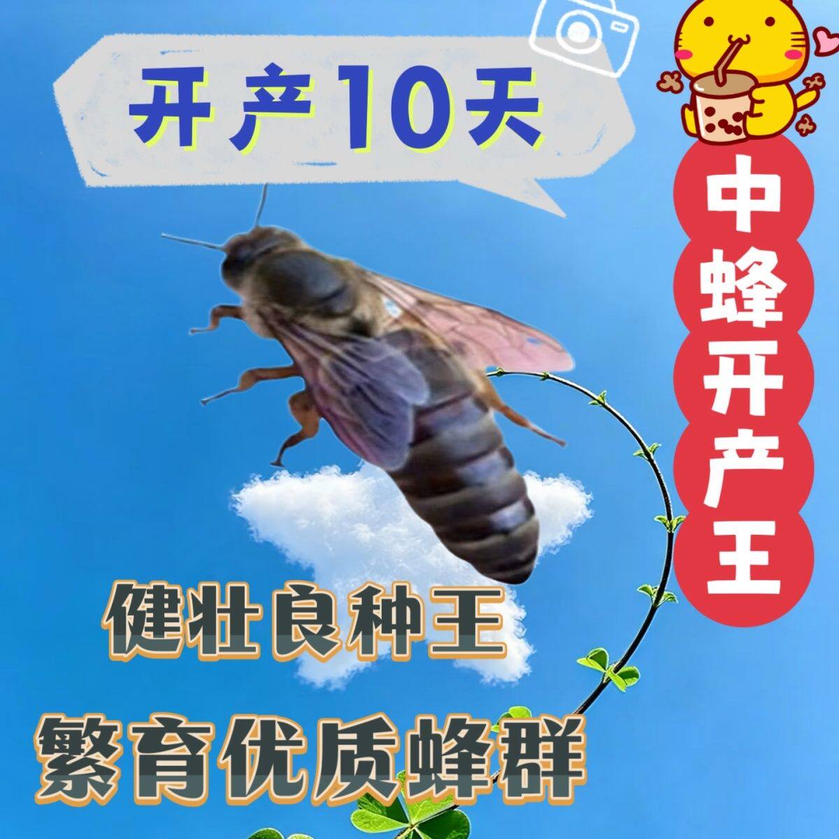 中蜂蜂王中蜂开产王蜜蜂种王开产新王产卵蜂王一整箱中华野生野外