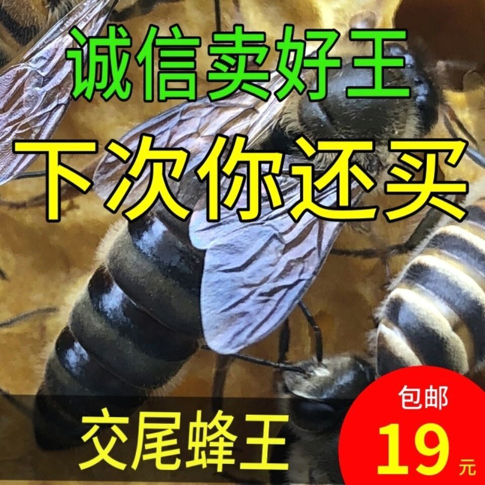 中蜂蜂王优质高产新开产卵交尾王蜜蜂种王双色天柱阿坝本地土蜂王