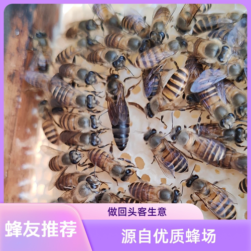 中蜂蜂王种王优质纯种杂交双色交尾产卵王阿坝处女王新开产王交尾