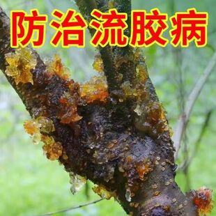 果树流胶穿孔病流胶病缩叶病炭蛆病褐腐病樱桃桃树苹果流胶杀菌剂