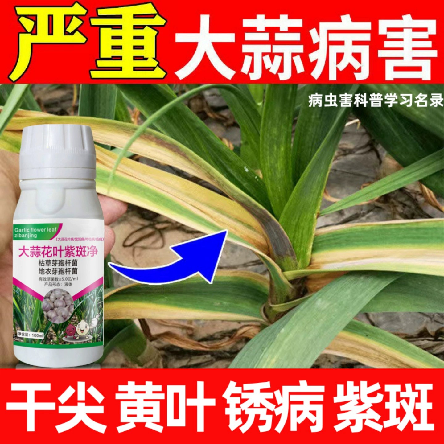 大蒜紫斑净干尖黄叶杀菌药软腐病紫斑病根腐病大蒜生物杀菌剂