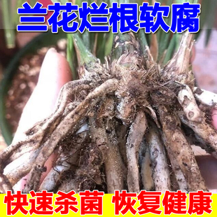 兰花根腐病杀菌药甲霜恶霉灵杀菌剂多肉烂根黑腐病黑斑根腐